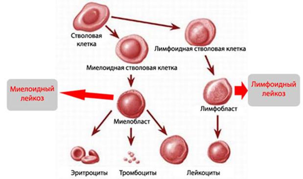 Купить гашиш цена